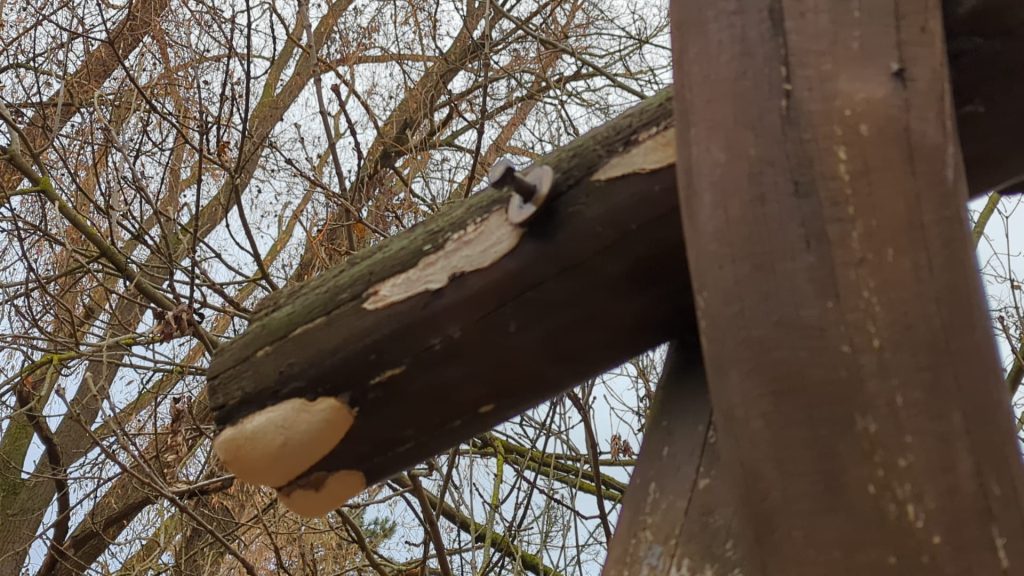 Baumstamm mit Pilzen und Ästen